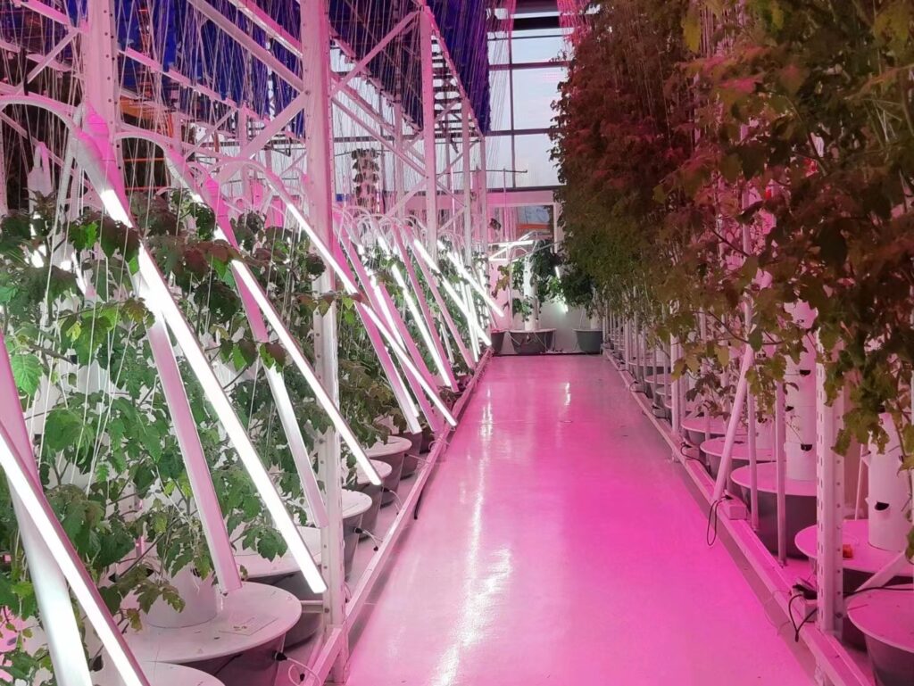 LED Vegetable light in home